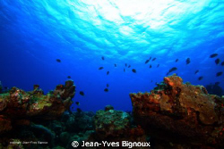 The Maxy Dive 14 metres Mauritius Pointe Aux Piments by Jean-Yves Bignoux 